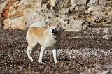 AKITA INU 253